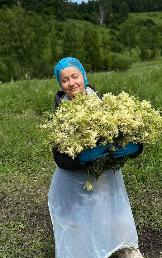Марина с охапкой цветущей таволги на алтайском лугу